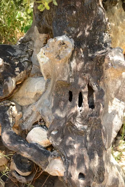 DSC_1643 (Large).JPG